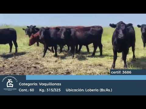 Lote Vq Inv - Lobería Bs As