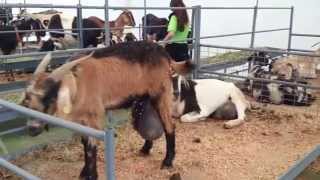 Exposición de Cabras en FEAGA 2015 Exposición de Cabras en FEAGA 2015