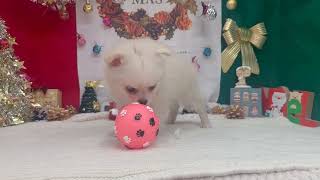 ハーフ犬の動画01