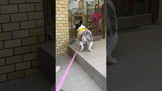 久しぶりのサロンが楽しみで扉に張り付くフレブル