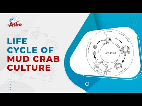 Lifecycle of Mud Crab Culture