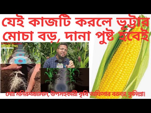ভূট্টা বিঘায় ৪৫ মন ফলনের সেরা জাত ও সর্বাধুনিক চাষ কৌশল||maize cultivation||Corn||mega variety||4k