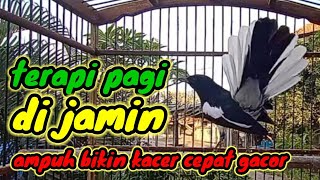 Download lagu terapi pagi dijamin ampuh bikin kacer bahan cepat bunyi dan gacor bikin nyaut semua jenis kacer mp3