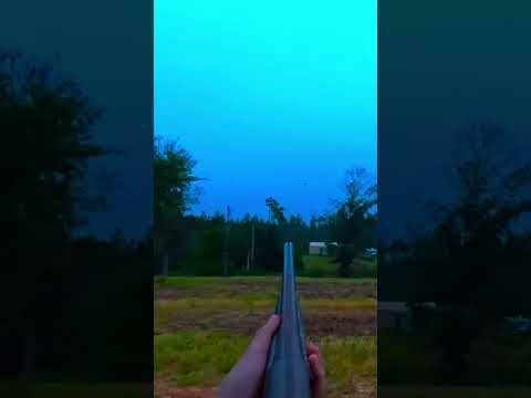 Long shot with the A5 Wicked Wing #a5 #dove #doveseason #hunting #hunt #shotgun