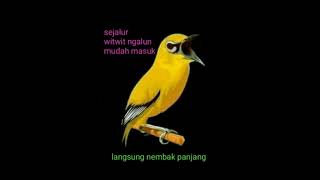Download lagu Masteran pleci nembak witwit sejalur ngalun mudah masuk mp3