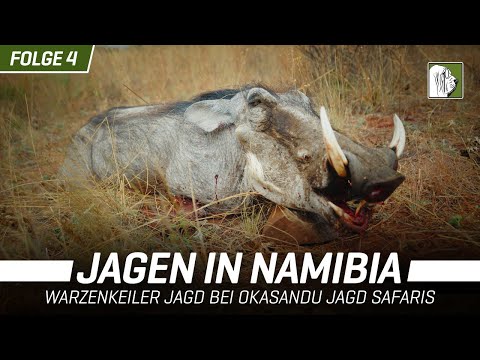 Jagd auf Warzenschweinkeiler in Namibia - Okasandu Jagd Safaris Folge 4 | 4K