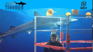 DIA 2 Expo Tiburon189