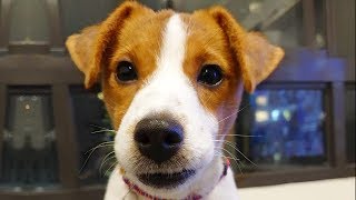 Ultimate Jack Russell Terrier Videos NEW