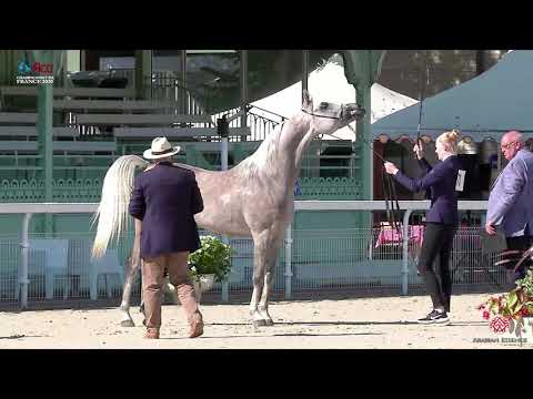 N 71 DHUISY ADJIB   2020 Vichy   Championnat de France du Cheval Arabe   Geldings Class 14