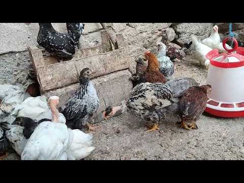 mici modificări la pui si boboci de rata