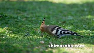 ヤツガシラ(動画あり)