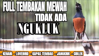 Download lagu MURAI BATU GACOR ISIAN LOVEBIRD KENARI KAPAS TEMBAK DAN JANGKRIK mp3