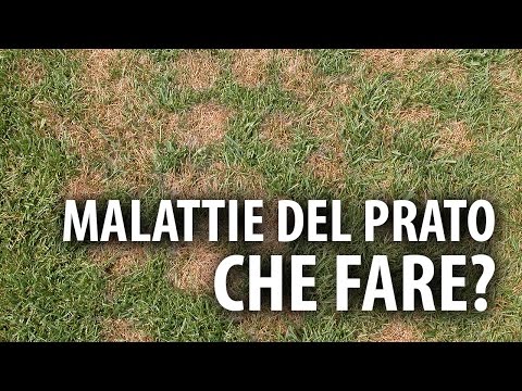 Fluido tra le articolazioni Iniezioni unite diprospanom