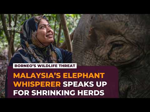Malaysia’s elephant whisperer fights to save Borneo’s endangered gentle giants