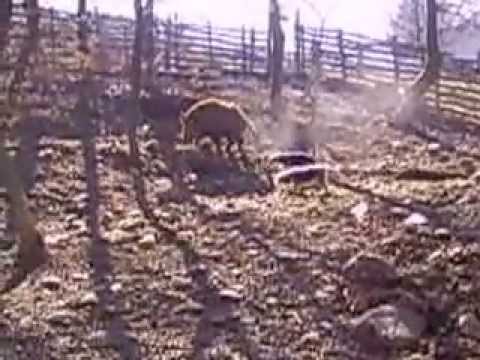 Buco i Brka Zane i Laka Vitežanski VL R Haskić gaterZaselje Vitez