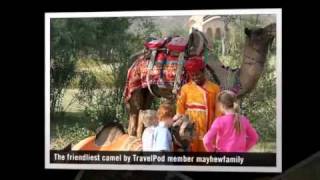 preview picture of video 'Riding elephants Maharaja style Mayhewfamily's photos around Jaipur, India (elephant maharaja)'