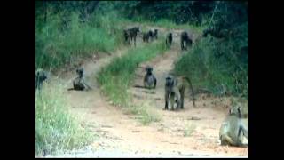 preview picture of video 'Travel - Mar 2010 - Baboons in Botswanna, Africa - Carl W. Farley'