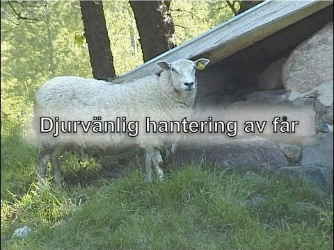Djurvänlig hantering av får