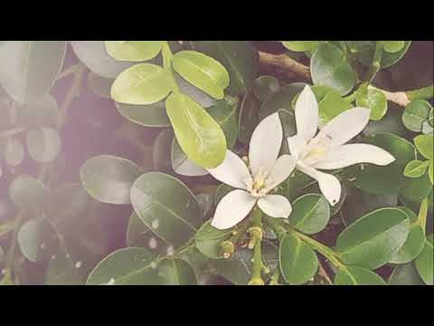 Flower- || Janaka Prasanna ||