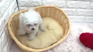 マルチーズの動画01