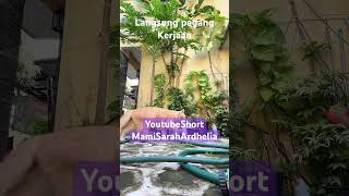 Download lagu Benerin selang #shortvideo #imut #cat #viralvideo #sarahardhelia mp3