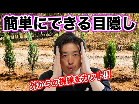 月桂樹をより早く成長させるにはどうすればよいですか？高くて元気な生垣を作るための 4 つのヒント  庭園