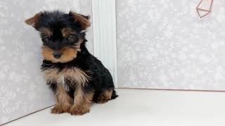 ヨークシャーテリアの動画01