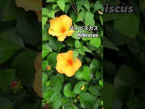 園芸 一年生アオイ科のアオイ科の植物、三半期のラヴァテール