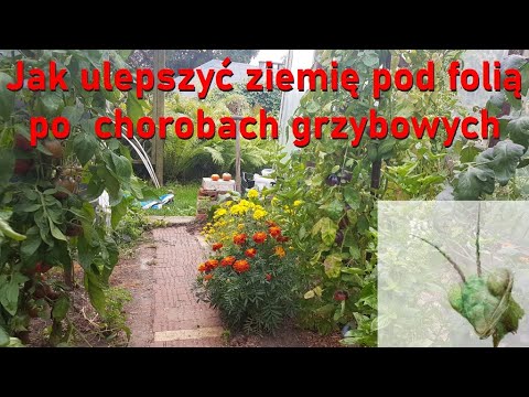 Jak ulepszyć ziemię pod folią po zarazie ziemniaka ?