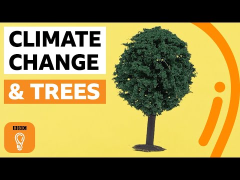 一人種下一棵樹…世界會有什麼樣的改變呢？ (What if everyone planted a tree? | BBC Ideas)