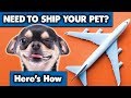 Shipping Your Pet Is Easier Than You Think Sweetie Pie Pets By Kelly Swift