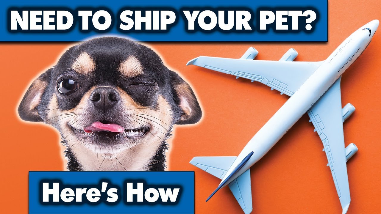 Shipping your pet is easier than you think thumbnail