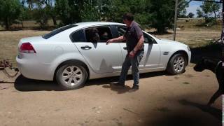 How many Great Danes fit into a Holden back seat? This is Australia!