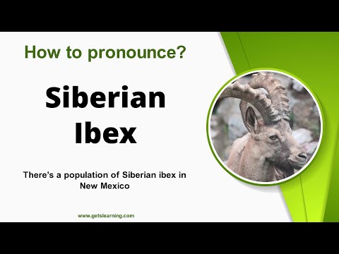 How to pronounce Siberian Ibex in English correctly