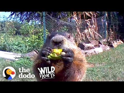 Guy Catches Adorable Groundhog Eating His Veggie Garden | The Dodo Wild Hearts