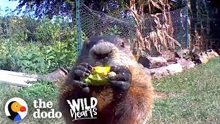 Guy Catches Adorable Groundhog Eating His Veggie G