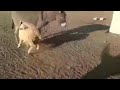 Sheep That Drinks An Ass Lion