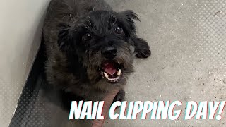 Doggie Nail Trim Day At Petco In Palm Coast