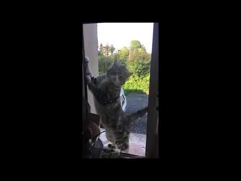 Cat Yoga (I ask her to do it slowly)