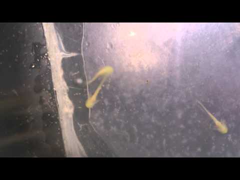 comment nettoyer l'aquarium d'un axolotl