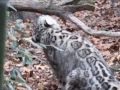 Sabu the Snow Leopard at Roger Williams Park Zo ...