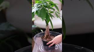 #shorts Money Tree Plant Watering -  Plant Mom Care