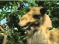 The Wild Thornberries Promo Monkey And Camel