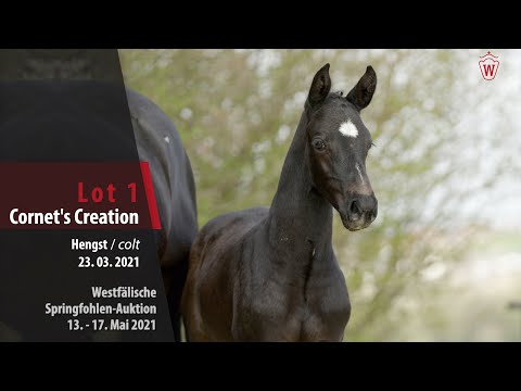 Springfohlen-Auktion 13. - 17. Mai   Lot 1Cornet's Creation Hengst  v. Cornet Obolensky -Diarado