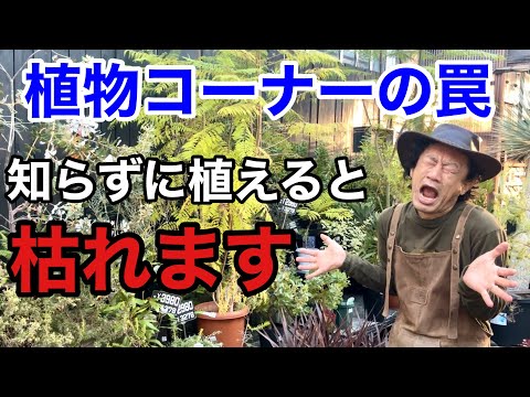 園芸 アフリカのアブラヤシ、エレ・ド・ギネ