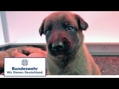 Vom Welpen zum Diensthund der Bundeswehr Teil 1 / 5