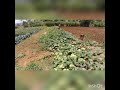 Oad Lavti Ashi Jivala Gavakadchi Mati