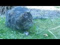 Hungry Cat Eats Mice