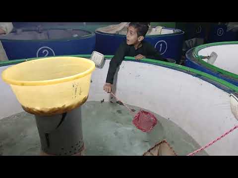 Fish Hatchery #creative 🐟 🐠 🎣 🐡 🍥 