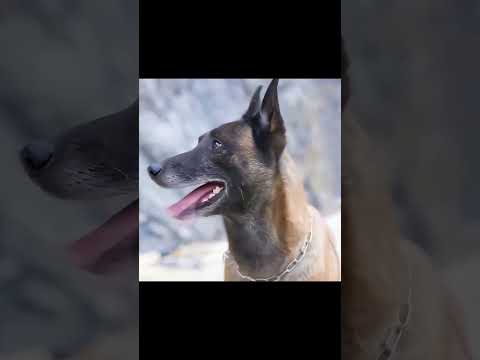 „Câinele curajos care a salvat vieți și nu și a uitat niciodată stăpânul”